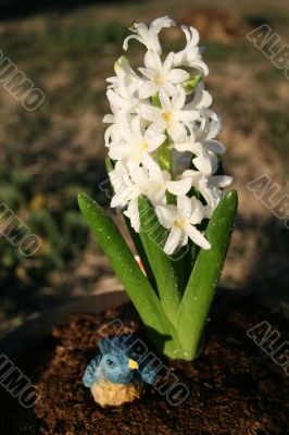 Hyacinth