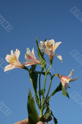 Wildflowers