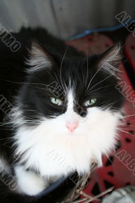 Black and White Cat