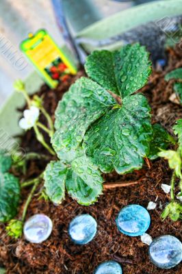 Strawberry Plant