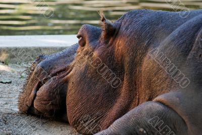 Hippopotamus head