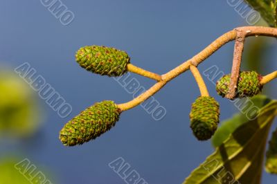Alder catkins