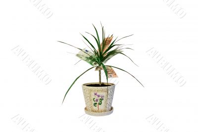 Euro money tree Euro money tree