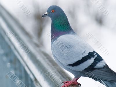 dove on lattice