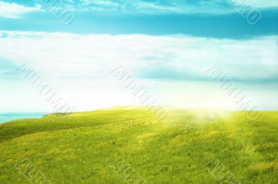 meadow at sunny day