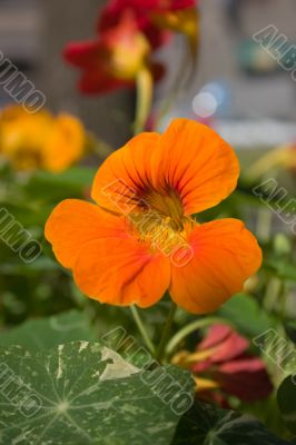 Indian cress