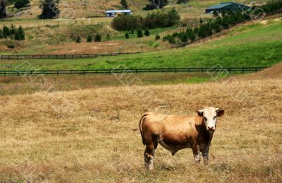 Grazing cow