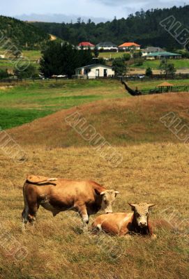 Grazing cows