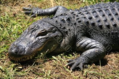 Crocodile Crocodile