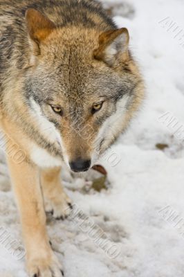 wild wolf