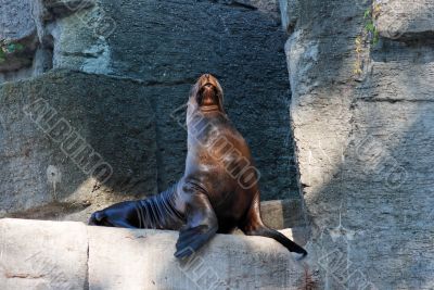Sea lion on rock in zoo Sea lion on rock in zoo