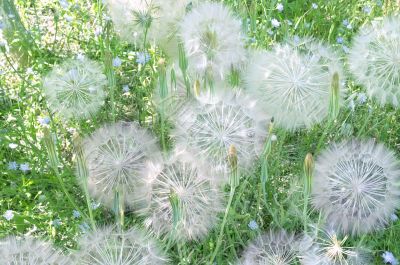 dandelion dandelion