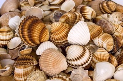 shells