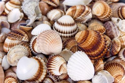 shells shells