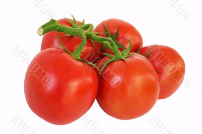 tomato