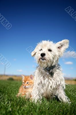 Cat and Dog