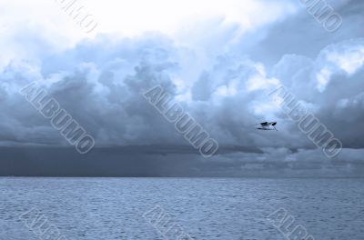 Seagull over Baltic Sea