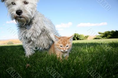 Cat and Dog