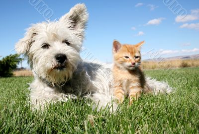 Cat and Dog