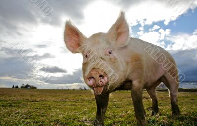 A Pig A Pig