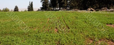 Green rows on a field