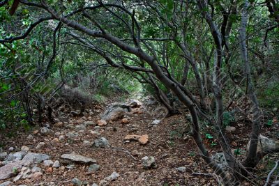 Outdoor path under canopy of branches