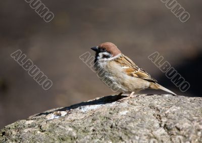 sparrow on a stone