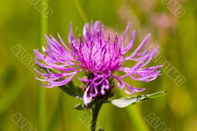 Light violet flower