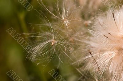 Pappus and flower