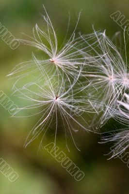 Flying pappus