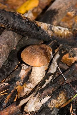 Mushroom in bonfire