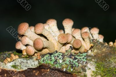 Agaric honey