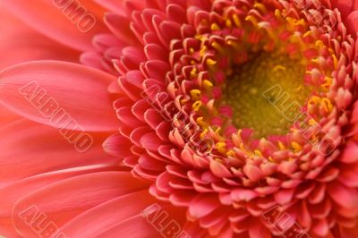 The pink flower close-up macro