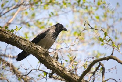 crow in the spring
