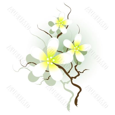 Branch with white flowers