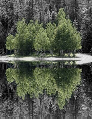 green trees