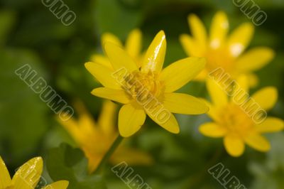 Yellow