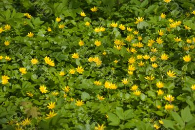 green and yellow