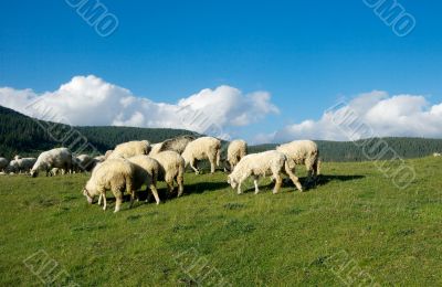 Sheep Sheep