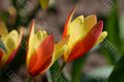 Flower Flower