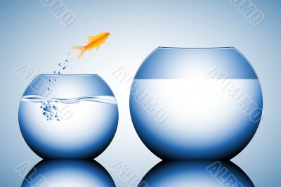 goldfish jumping out of the water goldfish jumping out of the water