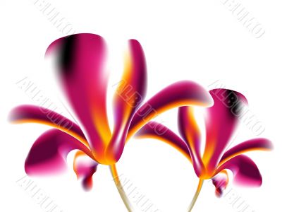 Colorful flower background Colorful flower background