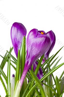 crocus crocus
