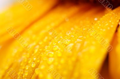 beautiful sunflower petals closeup