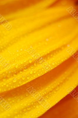 beautiful sunflower petals closeup