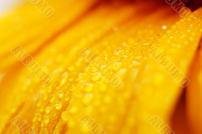 beautiful sunflower petals closeup