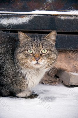 Cat on snow