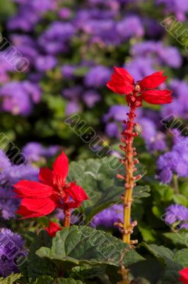 Red among lilac