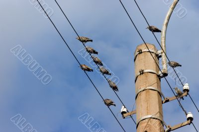 flock of starlings