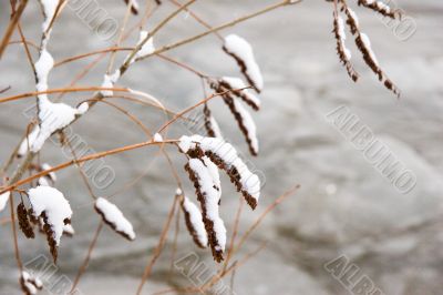 branch in snow